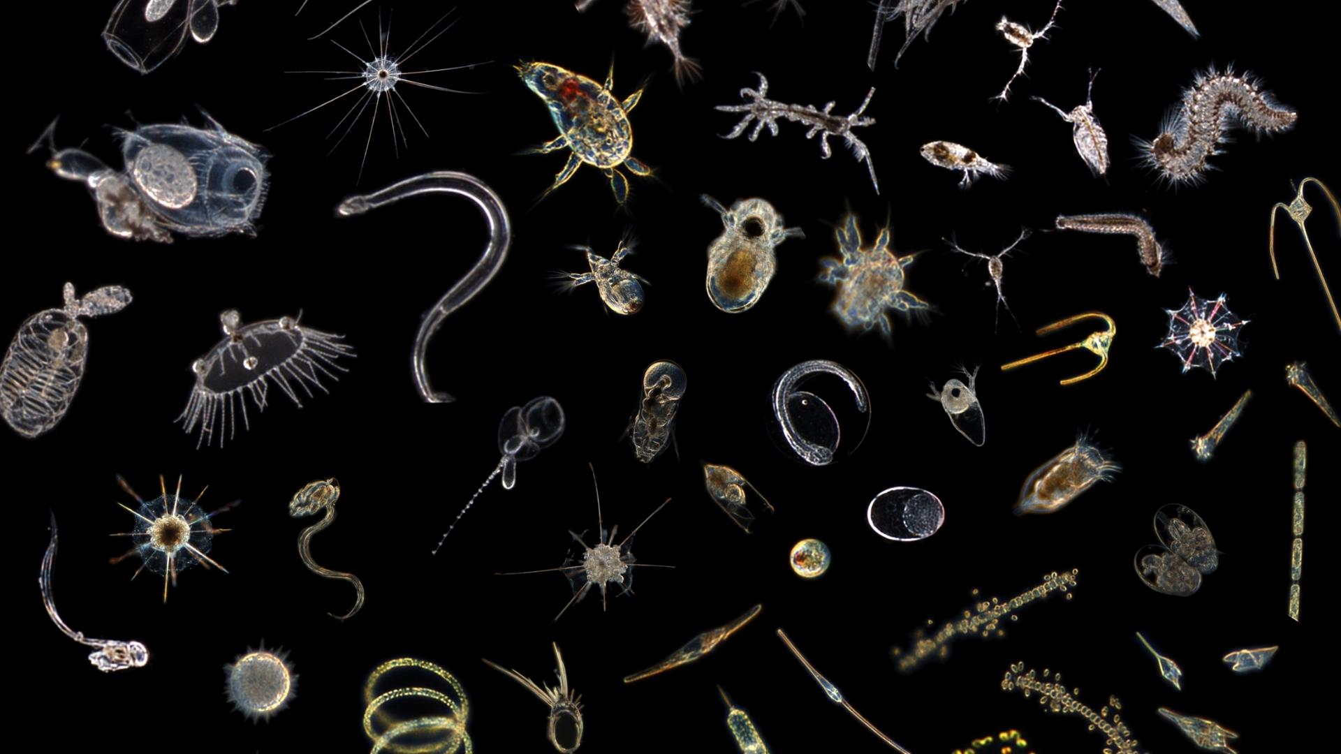 Judges’ Award, Graduate Student Participant Category [ above ], Drifting World through the Scripps Plankton Camera, By Pichaya Lertvilai, graduate student associated with Scripps Institution of Oceanography and the Jaffe Laboratory of Underwater Imaging. A collage of tiny ocean drifters imaged by the Scripps plankton camera shows the hidden beauty of the underwater world that is unseen to naked eye.